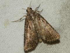 Hypoperigea tonsa
