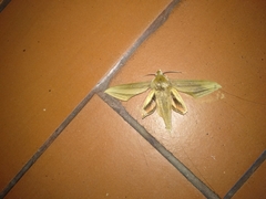 Xylophanes loelia