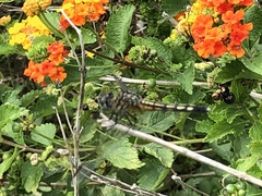 Libellulidae
