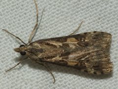 Nomophila corticalis
