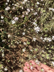 Osmadenia tenella