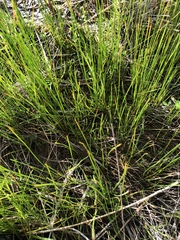 Eleocharis quinqueflora