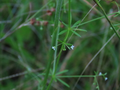Galium tinctorium
