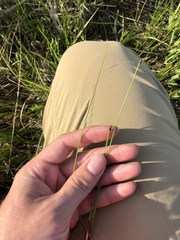Eleocharis quinqueflora