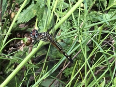 Pachydiplax longipennis