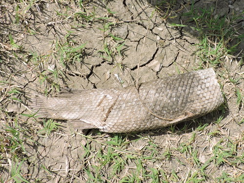 Lepisosteidae