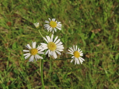 Erigeron vernus