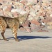 Baja California Bobcat - Photo (c) Sue Carnahan, some rights reserved (CC BY), uploaded by Sue Carnahan