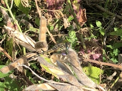 Libellulidae