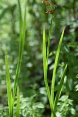Juncus xiphioides