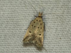 Atheropla decaspila