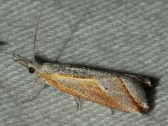 Arotrophora arcuatalis