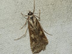 Nomophila corticalis