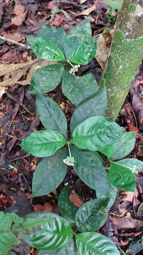 Ipecac (Carapichea ipecacuanha)