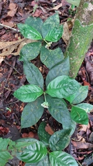 Ipecac (Carapichea ipecacuanha)