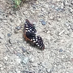 Euphydryas chalcedona chalcedona
