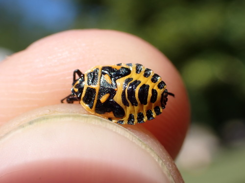 Cruciferous bug photo 4