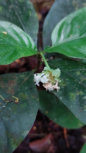 Carapichea ipecacuanha, photograph 3