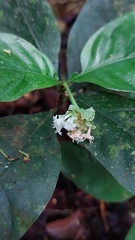 Carapichea ipecacuanha, photograph (c) chelina batista, some rights reserved (CC BY)