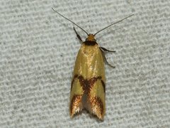 Plectobela ecliptica