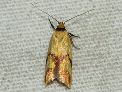 Plectobela ecliptica