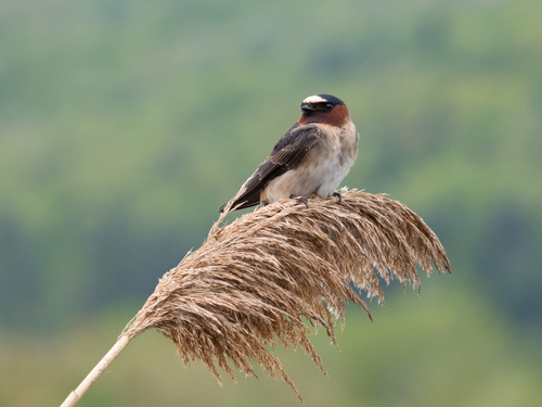 Hirondelle à front blanc