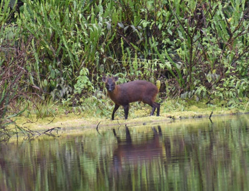 Peruvian Yungas pudu (Pudella carlae) — Data Deficient Mammalia