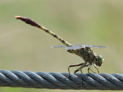 Arigomphus submedianus