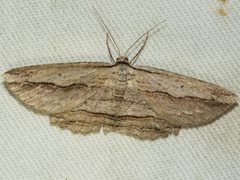 Euphronarcha luxaria