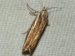 Catoryctis subnexella