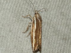 Catoryctis subnexella