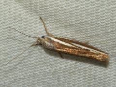 Catoryctis subnexella