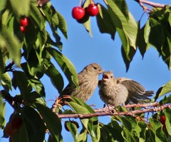 Haemorhous mexicanus