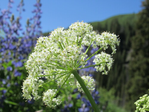 Image of Ligusticum porteri by (c) Anders Hastings, some rights reserved (CC BY)