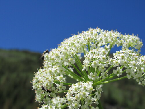 Image of Ligusticum porteri by (c) Anders Hastings, some rights reserved (CC BY)