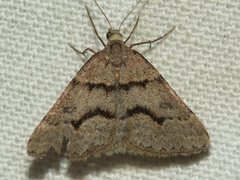 Dichromodes mesogonia