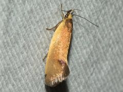 Delexocha ochrocausta