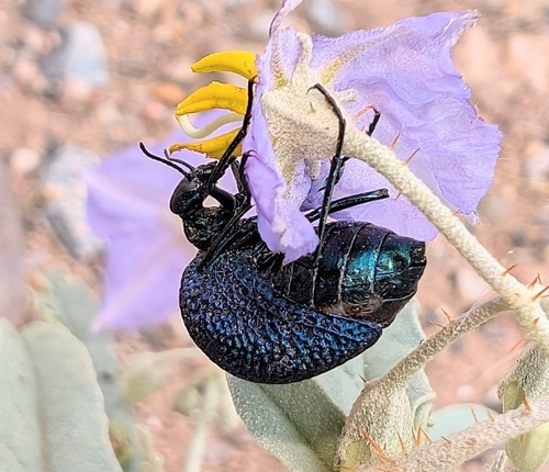 Black Bladder-bodied Meloid