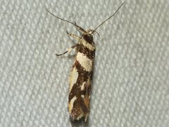 Macrobathra desmotoma