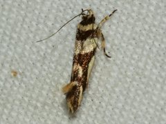 Macrobathra desmotoma