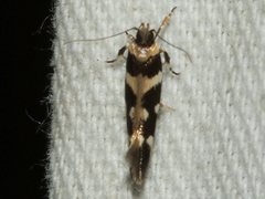 Macrobathra bigerella