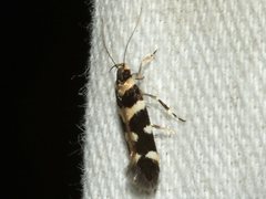 Macrobathra bigerella