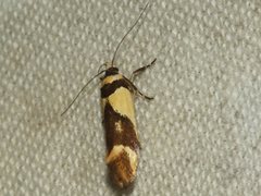 Macrobathra chrysotoxa