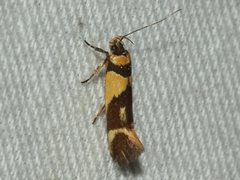 Macrobathra chrysotoxa