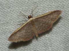 Idaea costaria