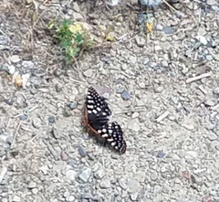 Euphydryas chalcedona chalcedona