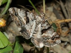 Gastrinodes argoplaca