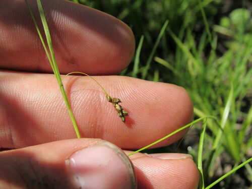 Image of Carex capillaris by (c) Anders Hastings, some rights reserved (CC BY)