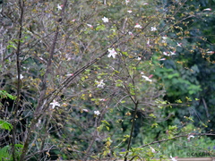 Hibiscus waimeae hannerae