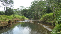 Hibiscus waimeae hannerae